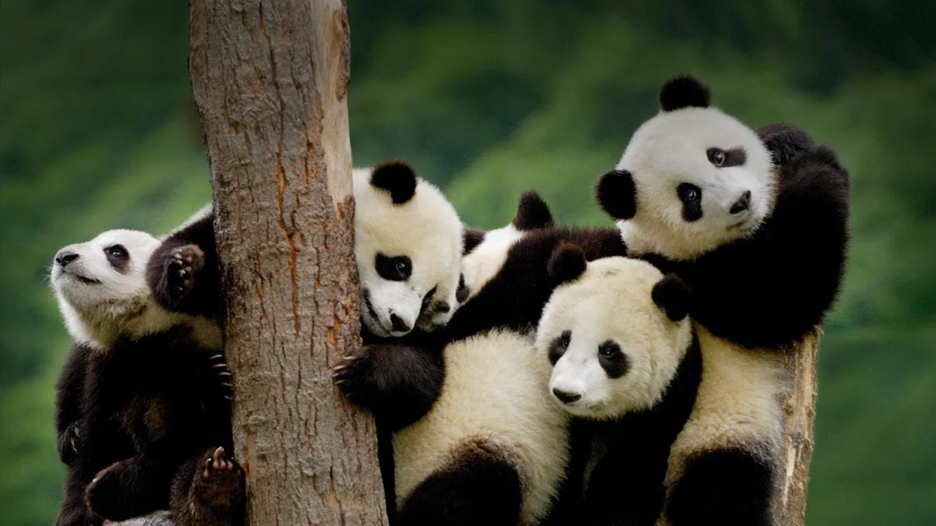 pandas are cute